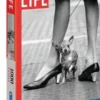 Clementoni life chihuahua 1000p