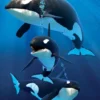 3d kortti orcas