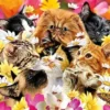 3d livelife postcards - cats