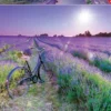 Educa 1000 bike in a lavender field