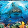 Educa shark 500 palaa