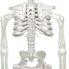 Helmiäishohtoinen luuranko 32 cm
