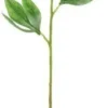 4living pioni 60cm valkea