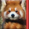Lompakko 3d kultapanda