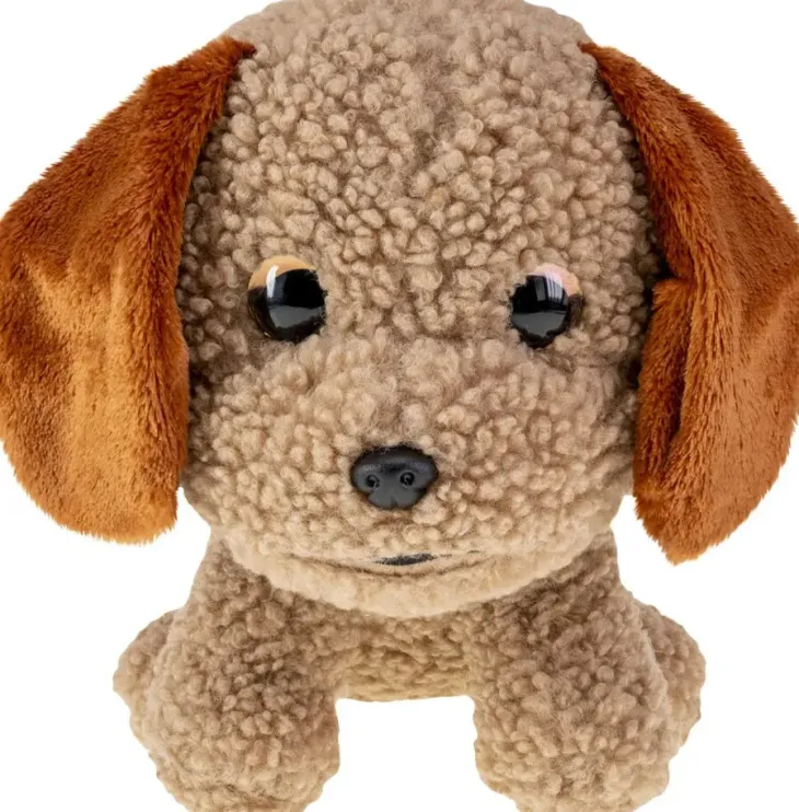 Lumo stars labradoodle poppy iso