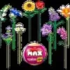 Max-max premium garden long flowers