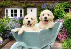 Ravensburger golden retriever 200p