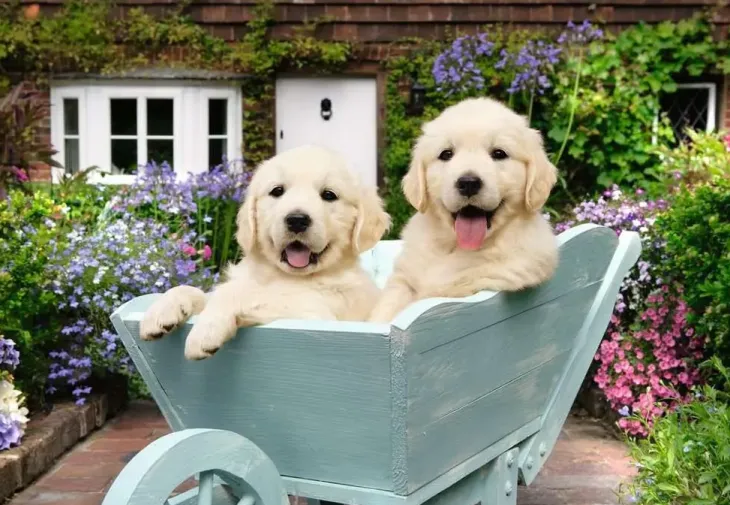 Ravensburger golden retriever 200p