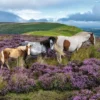 Ravensburger wild horses 2000p