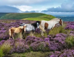 Ravensburger wild horses 2000p