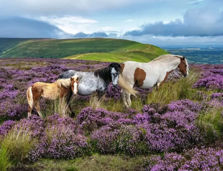 Ravensburger wild horses 2000p