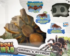 Real wild ir giant tarantula spider