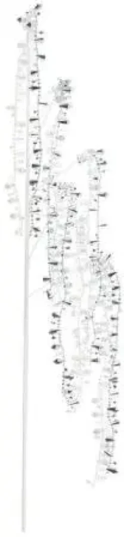 Winteria koristeoksa timanteilla 60cm